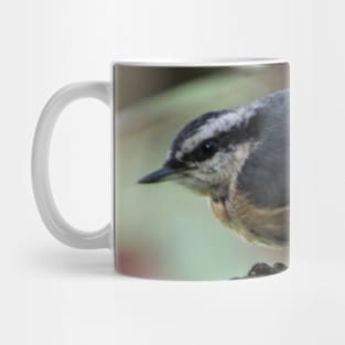 White Breasted Nuthatch. Mug